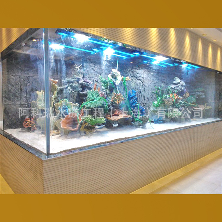 養小丑魚要什么條件_養小丑魚視頻_小丑魚養殖