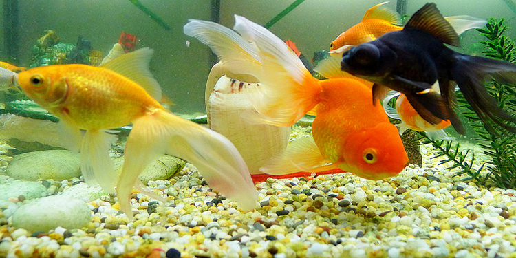 鸚鵡魚養幾條最旺財 慈世堂:風水傳統風水學的“河圖洛書”