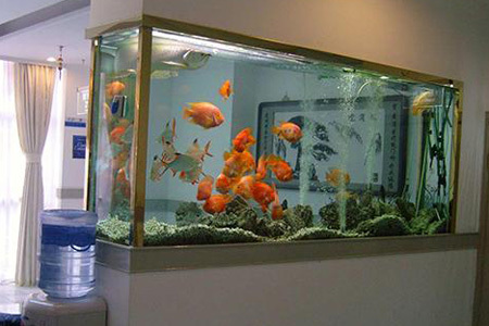 旺財養條鸚鵡魚好不好_鸚鵡魚養幾條最旺財_鸚鵡魚養10條最旺財