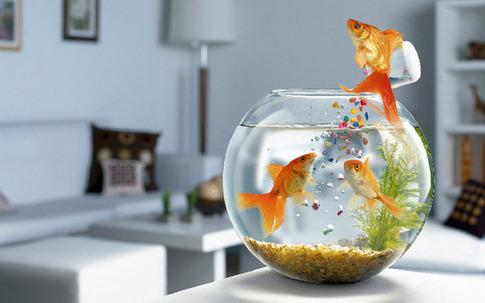 旺財養條鸚鵡魚好不好_鸚鵡魚養幾條最旺財_鸚鵡魚養10條最旺財