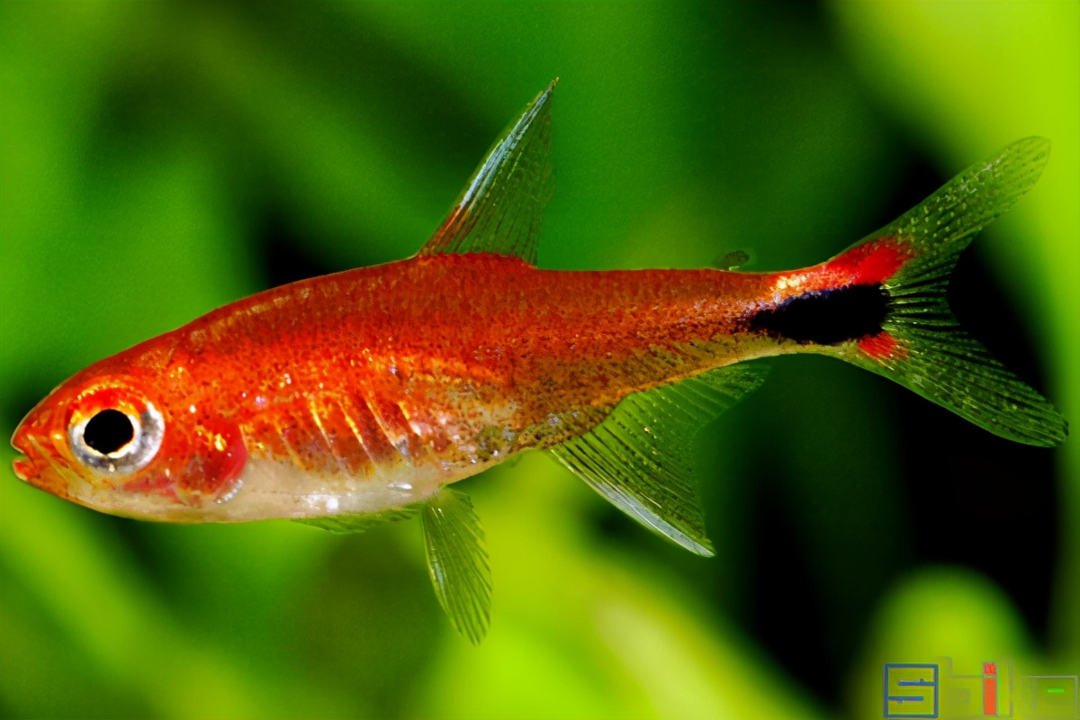 金魚品種圖片大全介紹圖解_金魚品種_金魚品種有哪些
