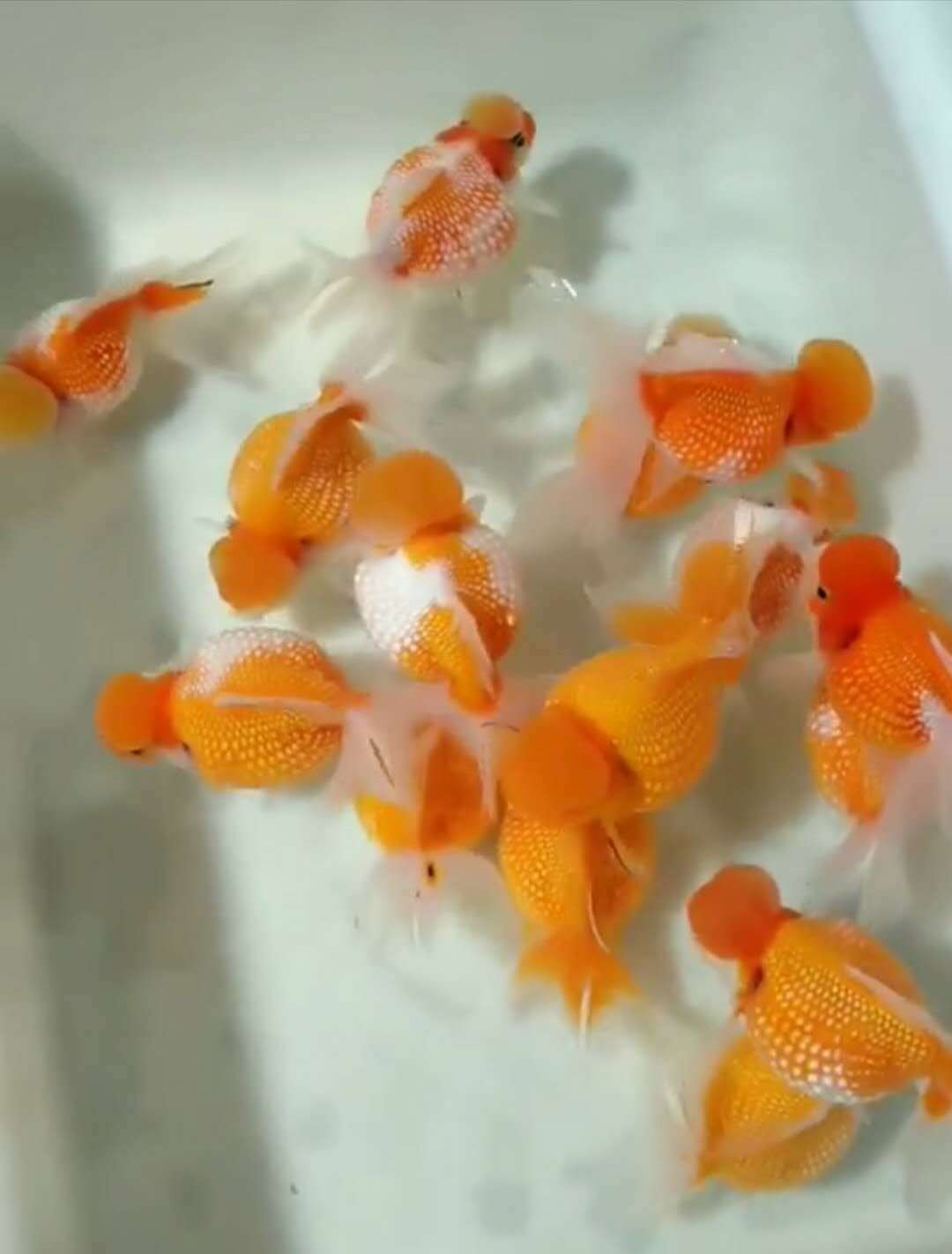 十大最好養的魚_養魚好還是養龜好_養魚好不好風水