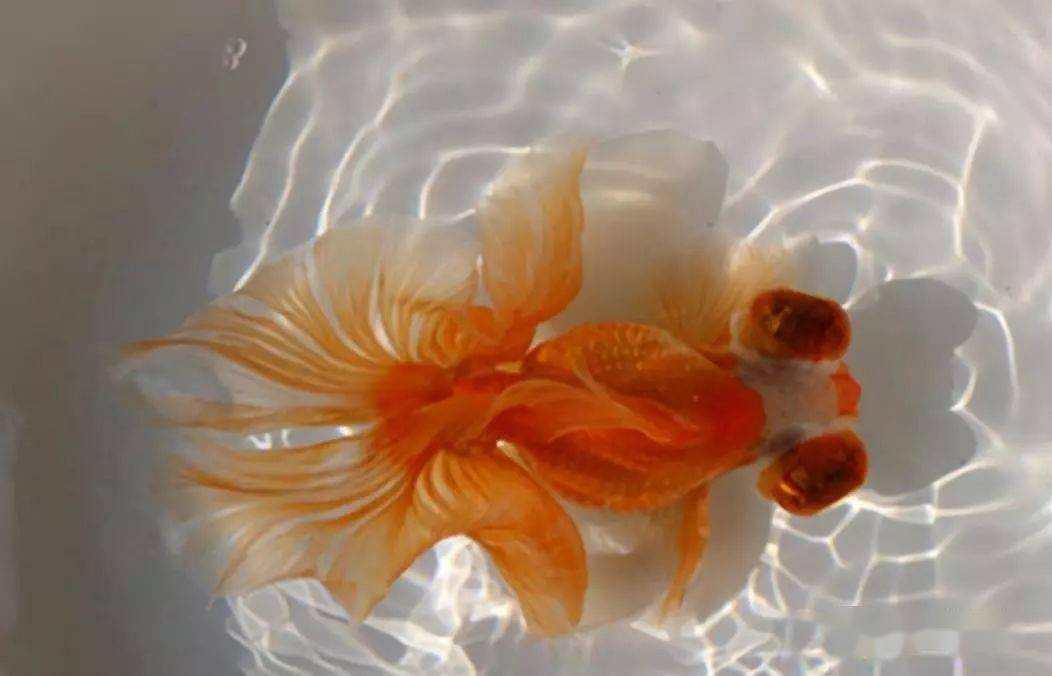 金魚品種多種多樣，不同的品種圖解以及觀賞價值