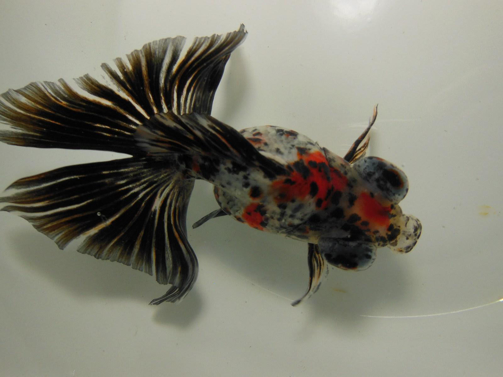 金魚品種介紹_金魚品種圖片大全介紹圖解_金魚品種