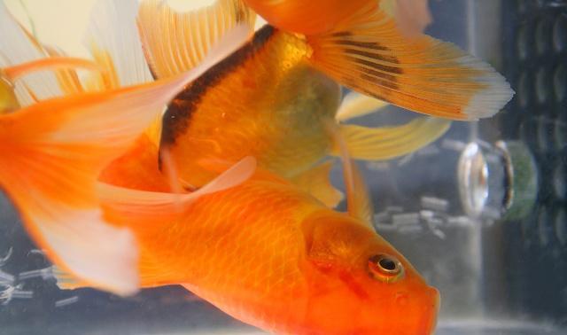 金魚品種_金魚品種有哪些_金魚品種介紹