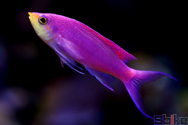 養魚好處_養魚好還是養龜好_十大最好養的魚