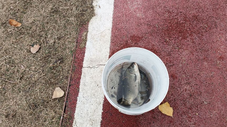 蓑笠哥：真正了解鯽魚才能真正有更好的漁獲