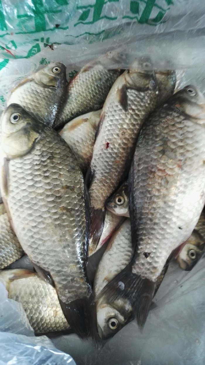 （釣魚技巧）秋季野釣鯽魚的第2個黃金時段