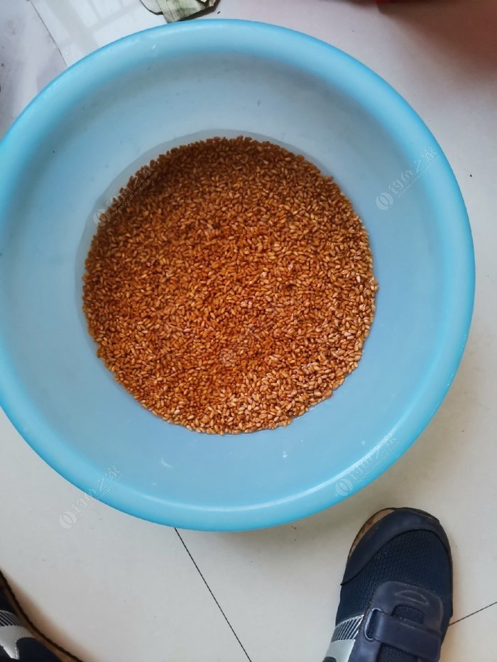 晚上釣草魚最好的方法_草魚晚上怎么釣_晚上怎么釣草魚.用什么魚餌呢