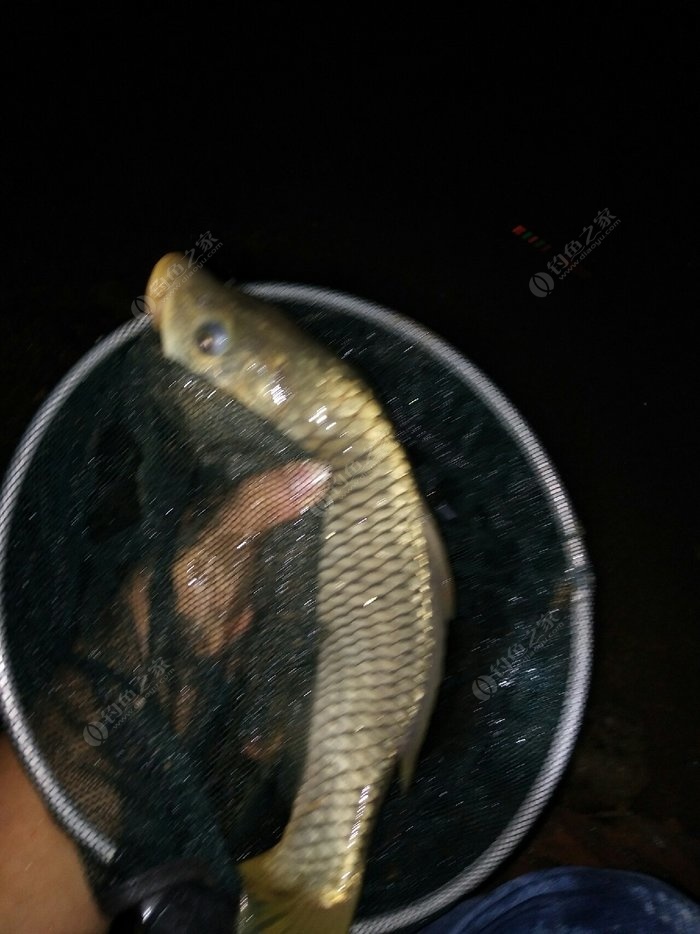 敘情懷野戰藍鯽狂拉草鳙魚對野戰一直窺見著