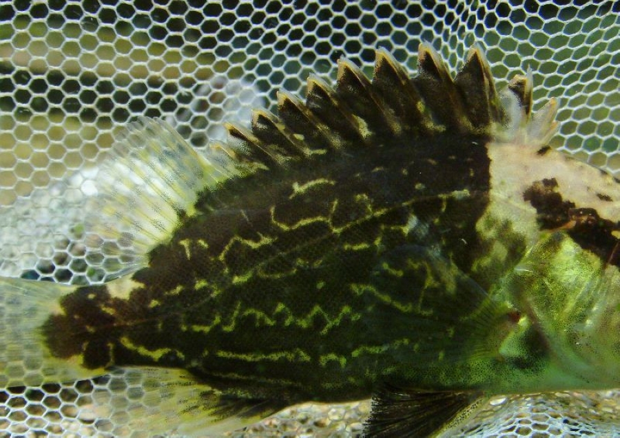 四川今日桂魚多少錢一斤以及四川桂花魚多少一斤？
