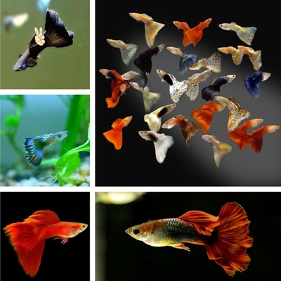 十大最好養觀賞魚，你知道這是怎么回事？