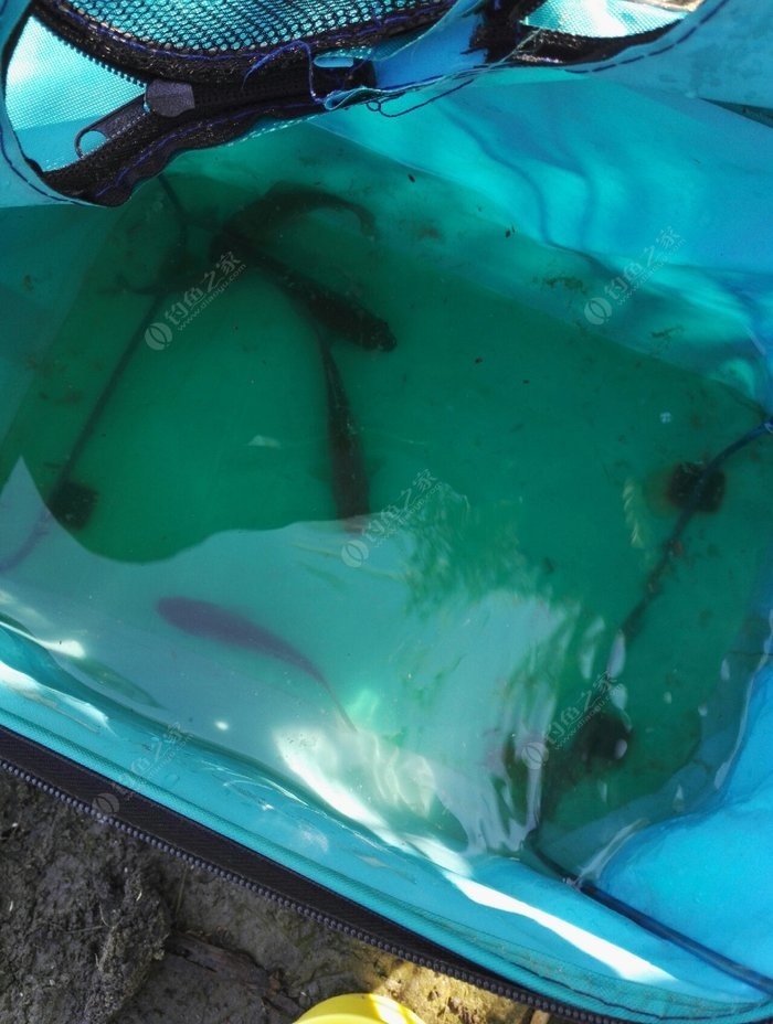 掛鉤蚯蚓的方法_蚯蚓釣魚掛鉤方法_釣魚掛蚯蚓的方法