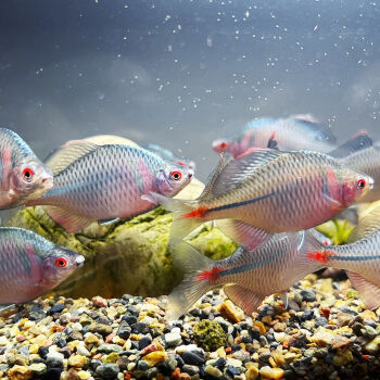 十大養不死的觀賞魚不用加氧_魚缸氧氣吸死魚_魚缸打氧死魚