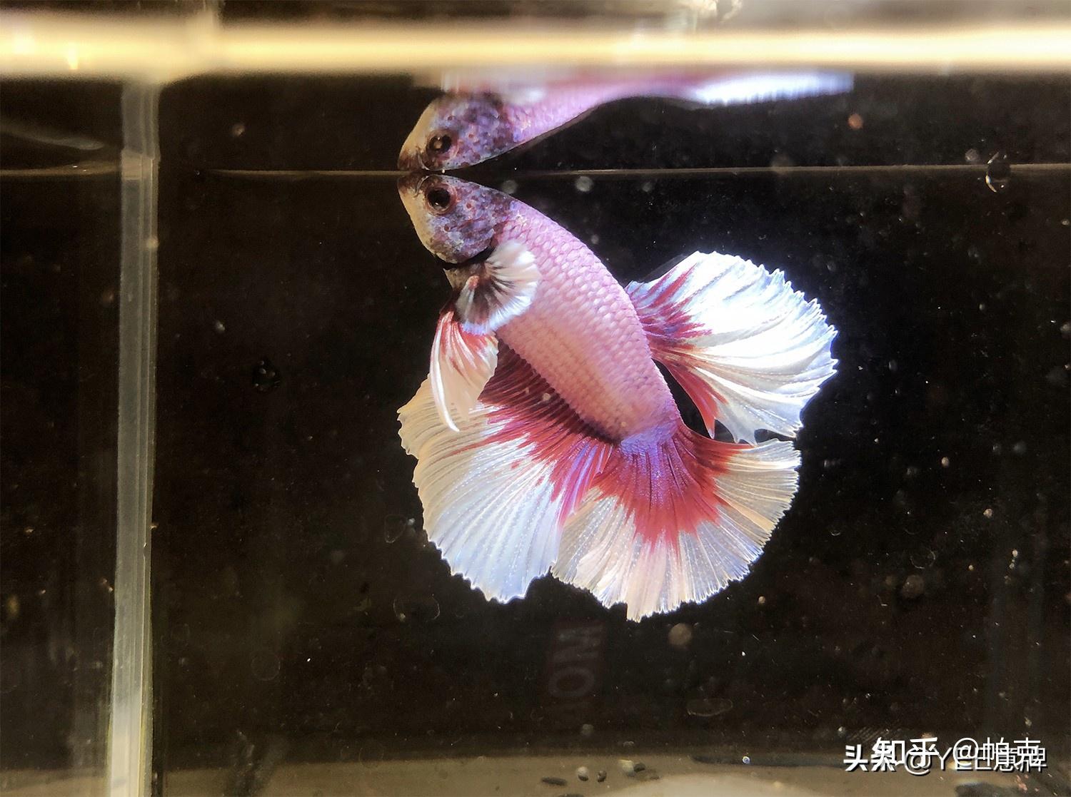 魚缸氧氣吸死魚_十大養不死的觀賞魚不用加氧_魚缸打氧死魚