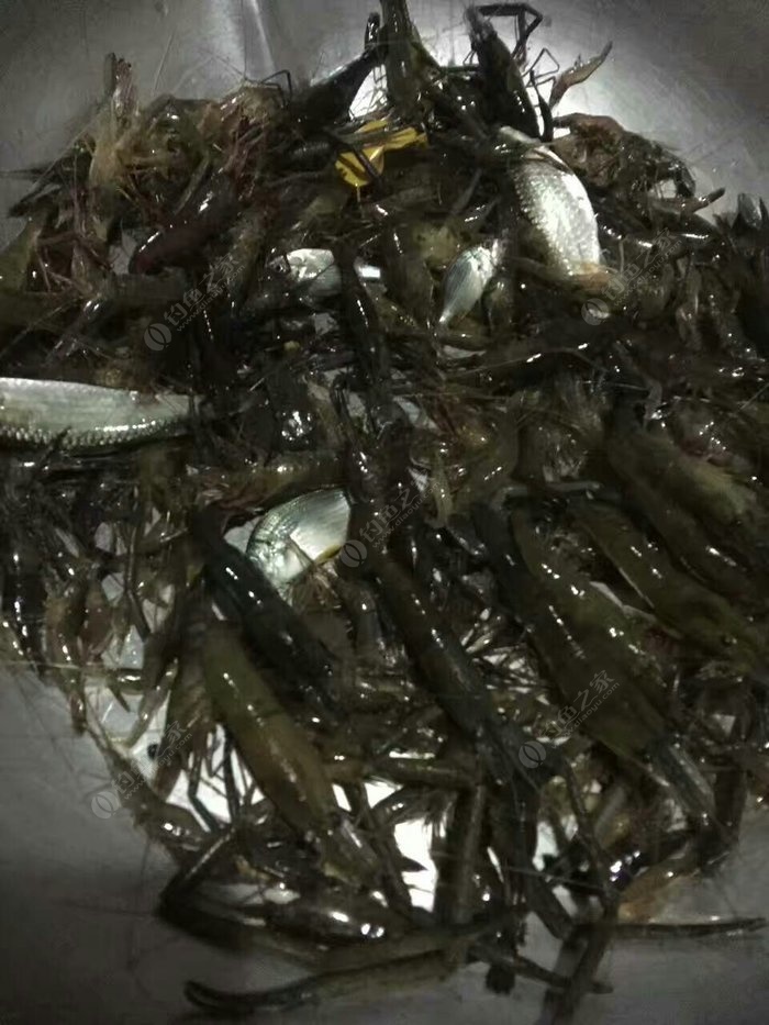 池塘釣蝦技巧_蝦池釣蝦技巧_釣蝦技巧