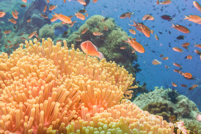 小型觀賞魚圖片_觀賞小型魚品種大全圖片_觀賞小型魚圖片大全大圖