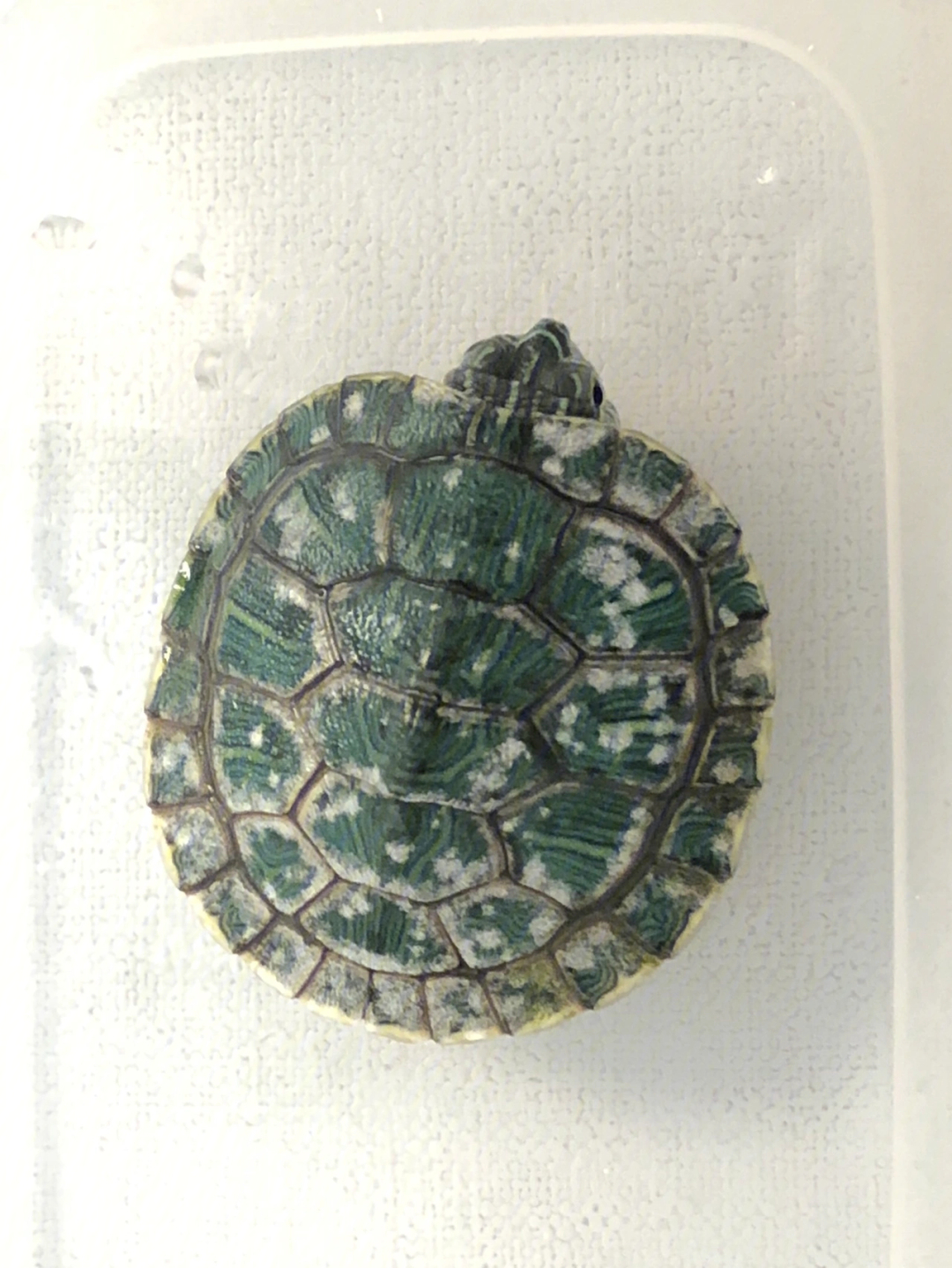 巴西龜腐甲病早期圖_巴西龜得了腐甲病是什么原因_巴西烏龜腐甲病圖片