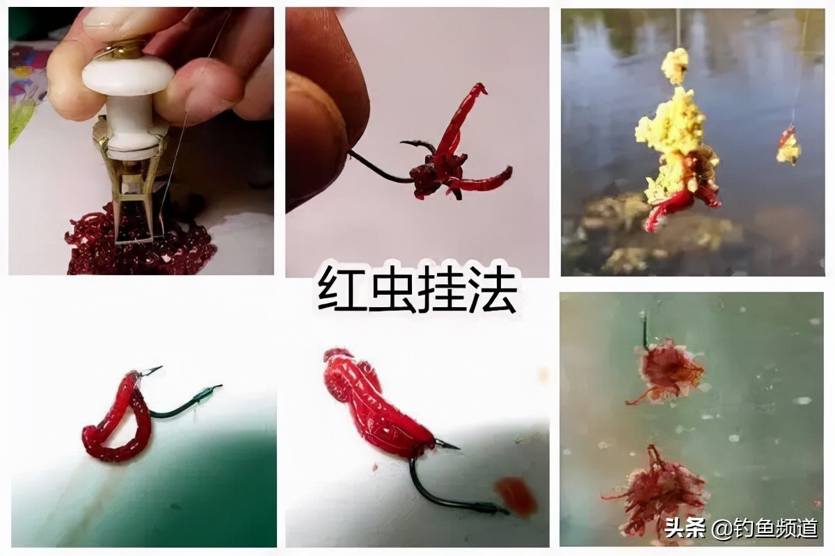 帶皮筋的紅蟲餌怎么掛鉤把三到五條紅蟲