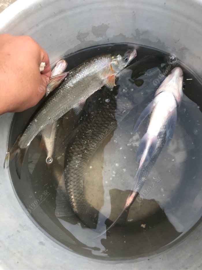 黃唇魚最大多少斤？你不知道的秘密！