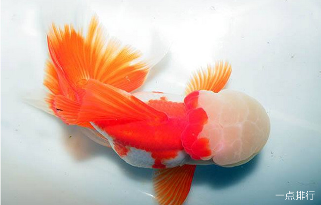 關于金魚的混養問題，你知道多少？
