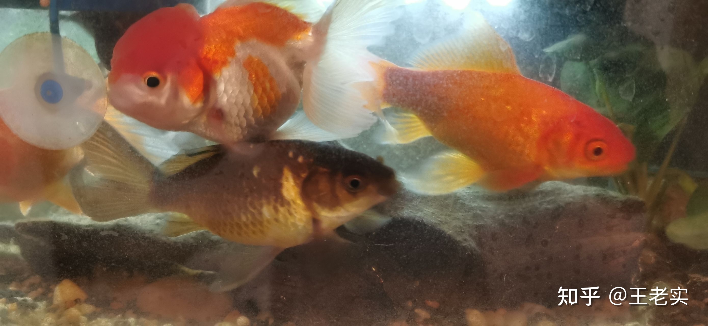 鉛筆魚是什么魚_鉛筆魚有毒嗎_鉛筆的魚