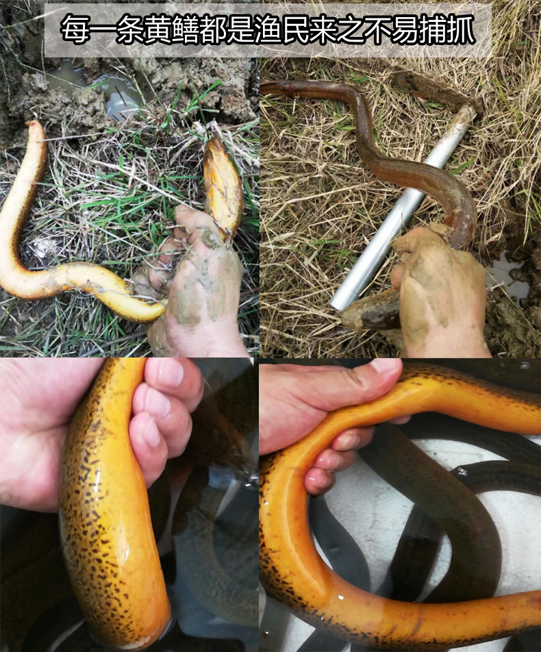 鱔魚雌雄同體的動物_黃鱔雌雄同體_黃鱔為啥雌雄同體