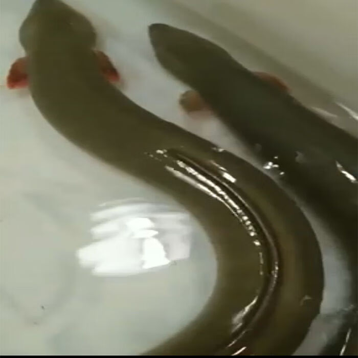 鱔魚雌雄同體的動物_黃鱔雌雄同體_黃鱔為啥雌雄同體