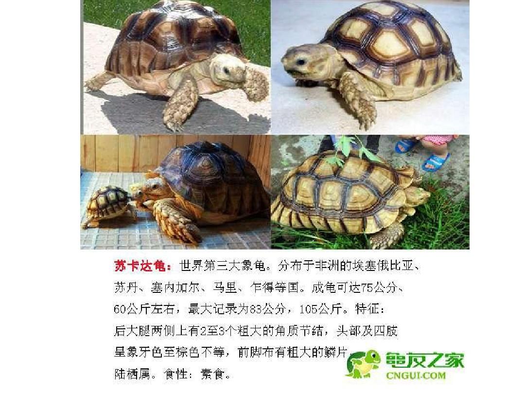 各種觀賞龜_龜觀賞性排行_觀賞龜的種類