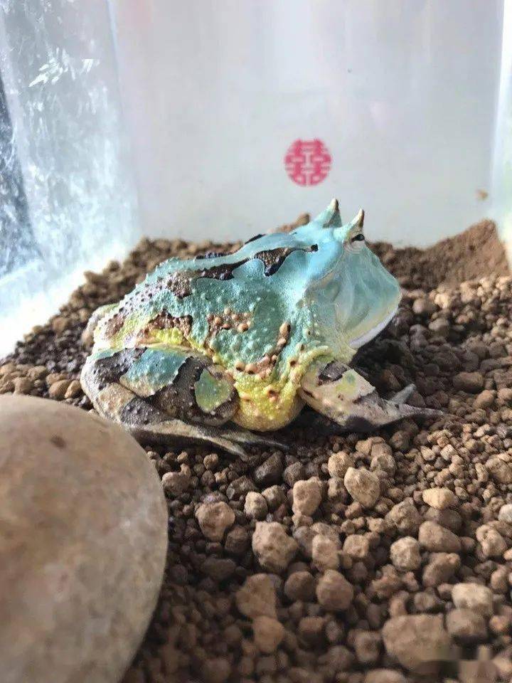 霸王角蛙是什么蛙_霸王角蛙成體開箱_角蛙霸王