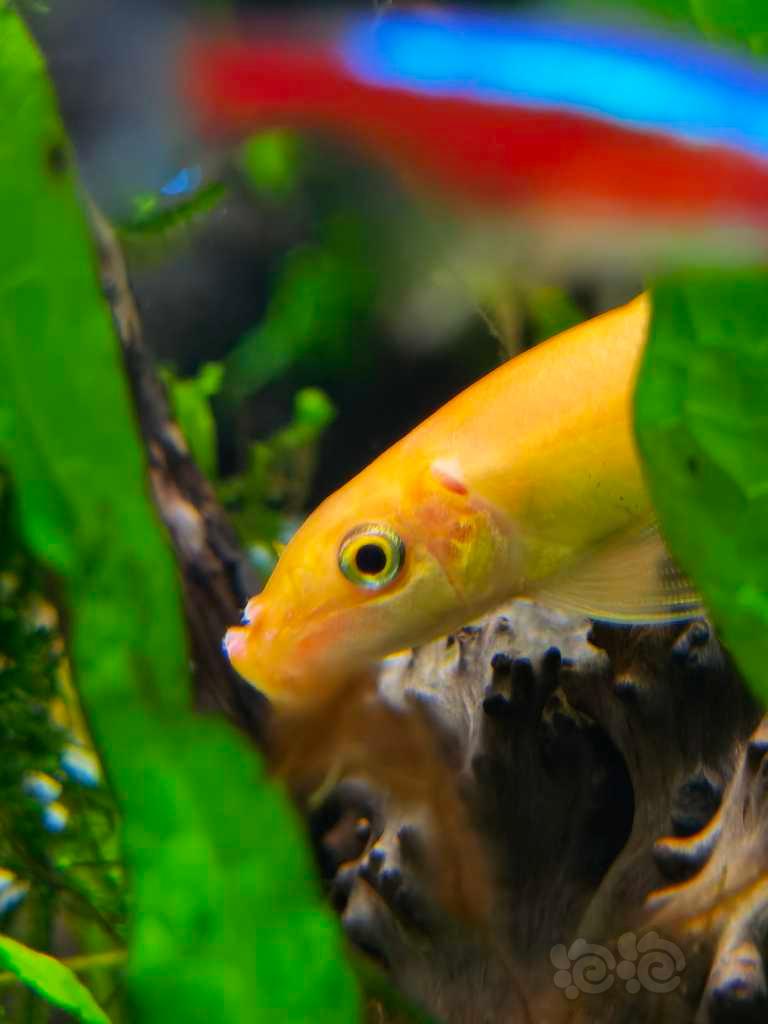 養寵物魚的基本常識，你知道嗎？