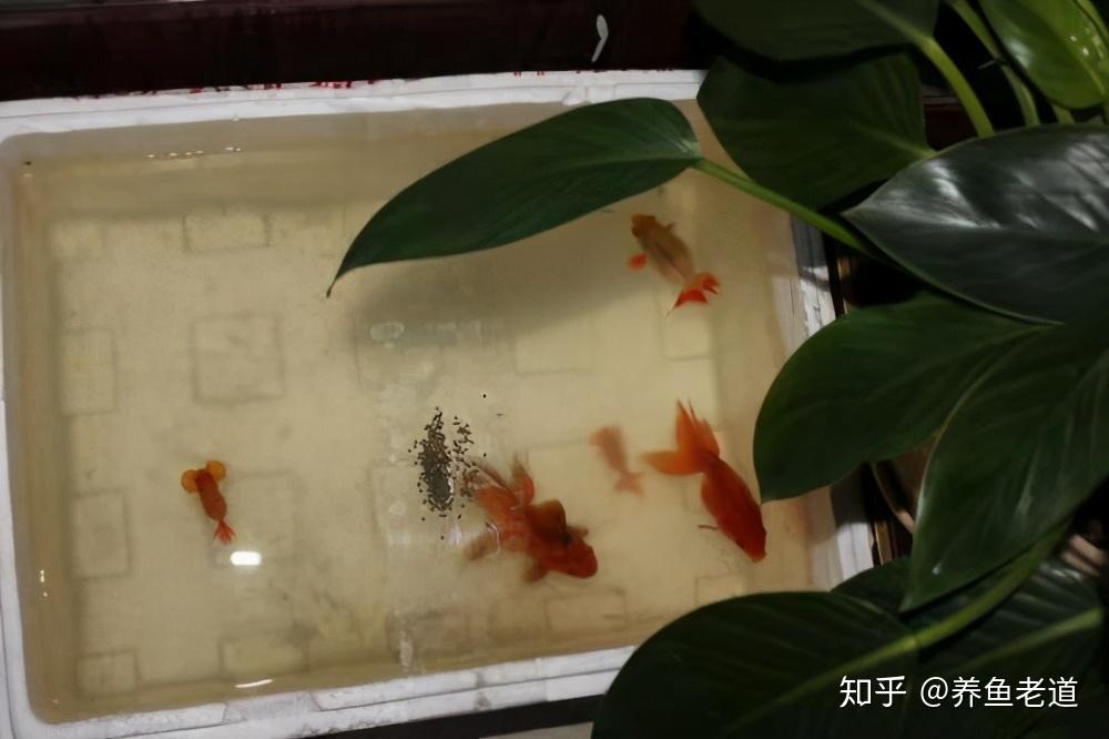 魚裝死的樣子_裝死的魚_魚裝死視頻