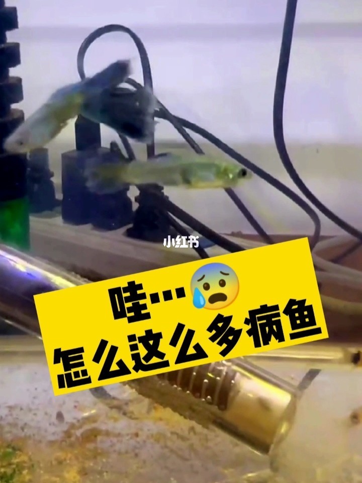 魚裝死視頻_裝死的魚_魚裝死的樣子