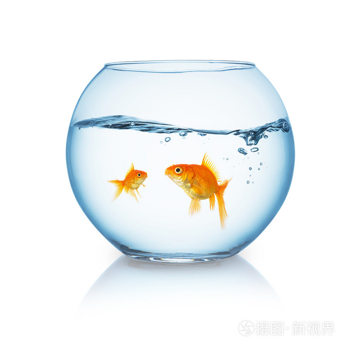 魚的記憶有7秒嗎？科學家告訴你真相