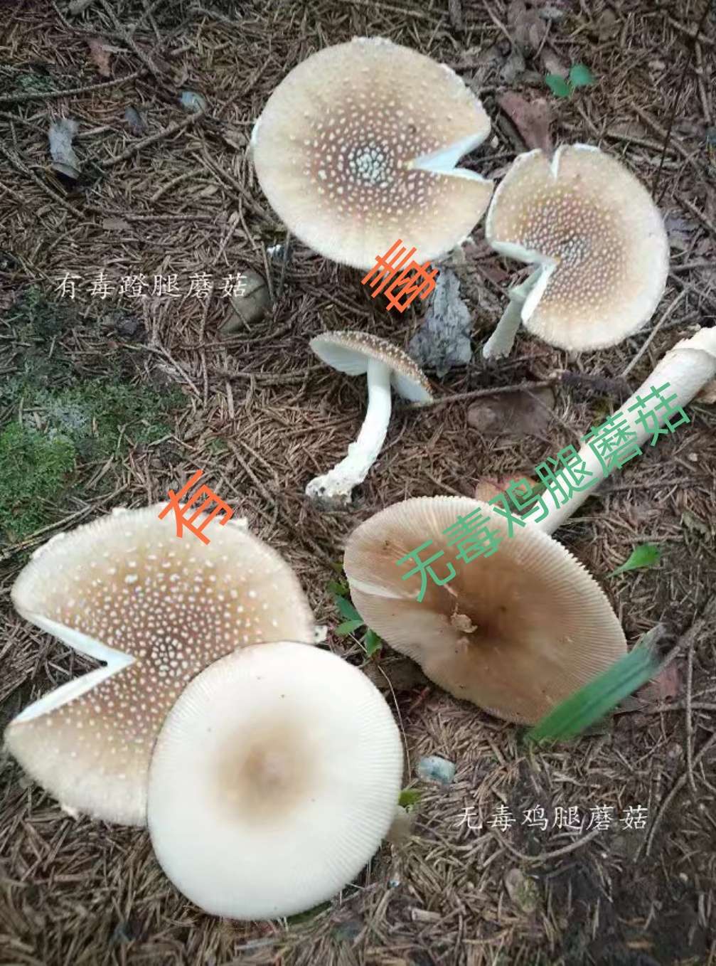 鯉魚和鯽魚的區別_鯽魚和鯉魚的區別魚的區別_鯉魚鯽魚區別哪個營養