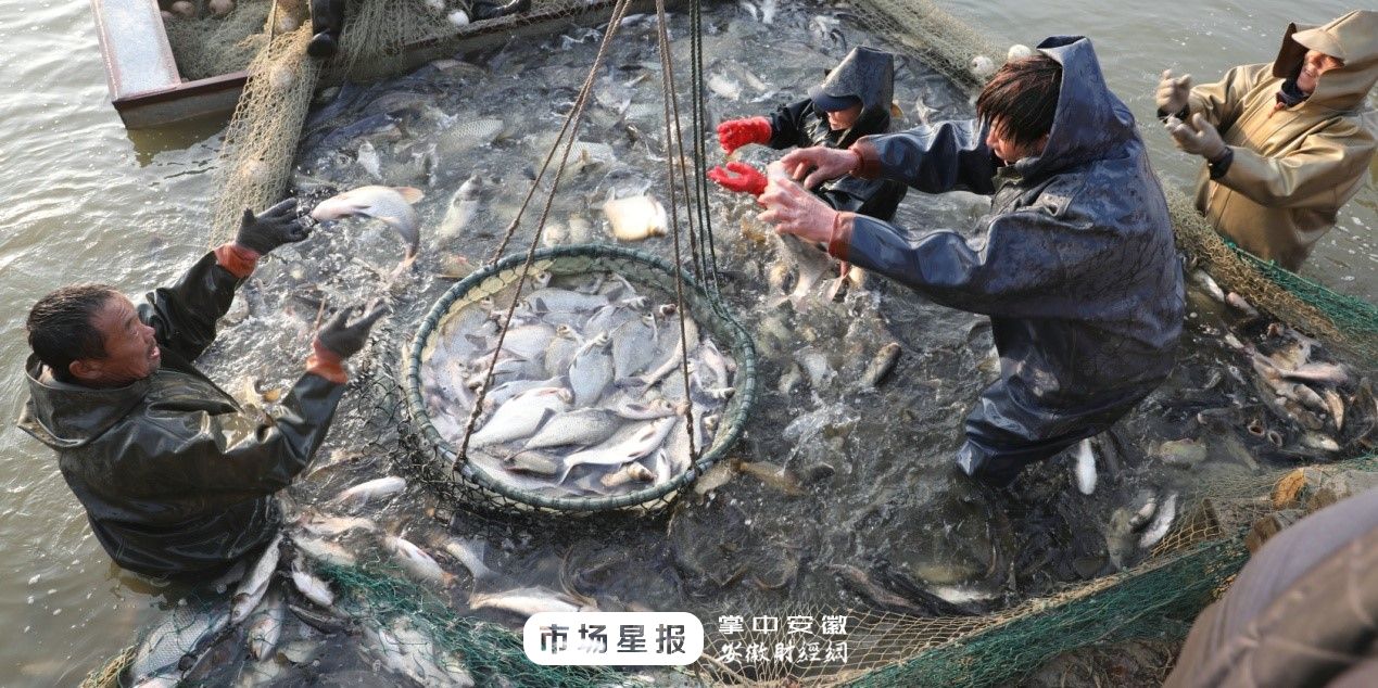 魚裝死視頻_裝死的魚_魚裝死翻肚皮