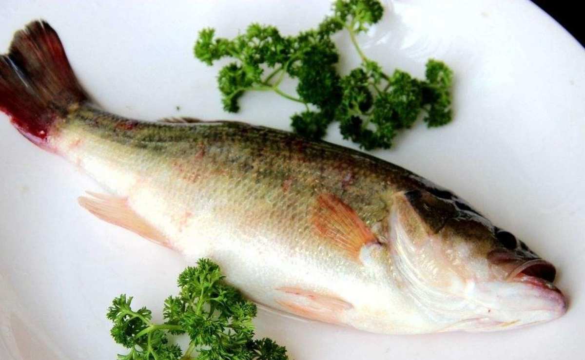 淡水魚還是海水魚鱸魚的養殖前景怎么樣？土流網