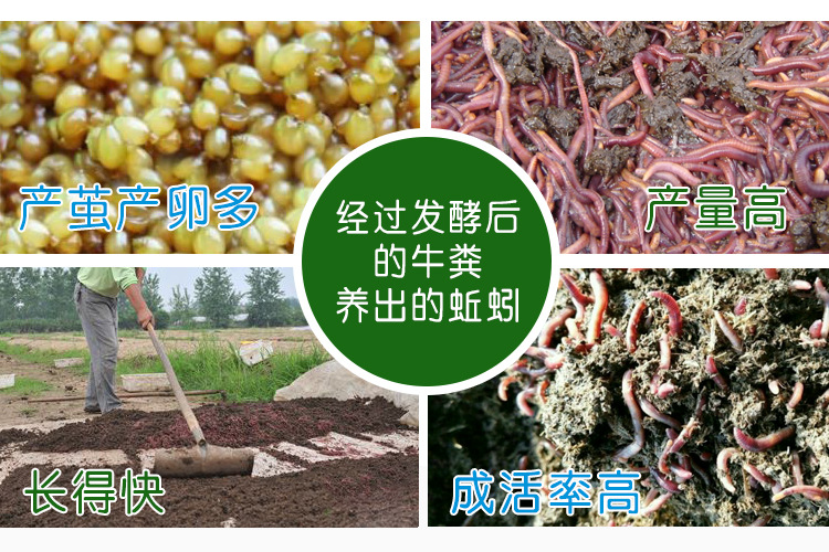 釣草魚打窩用什么餌料_釣草魚用什么打窩_釣草魚打窩用什么效果最好