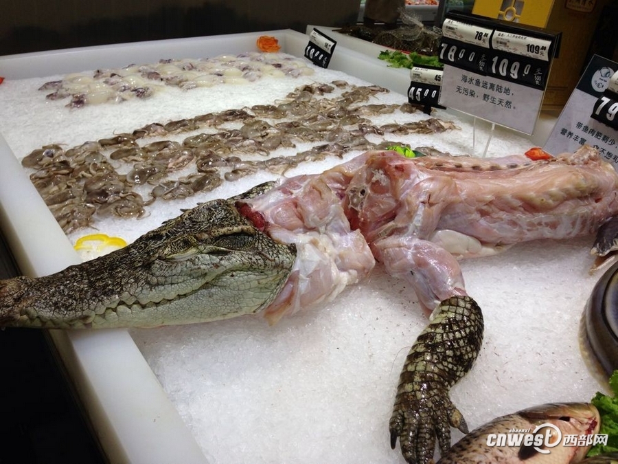 人工養殖青魚吃什么食物好？能吃肉嗎？