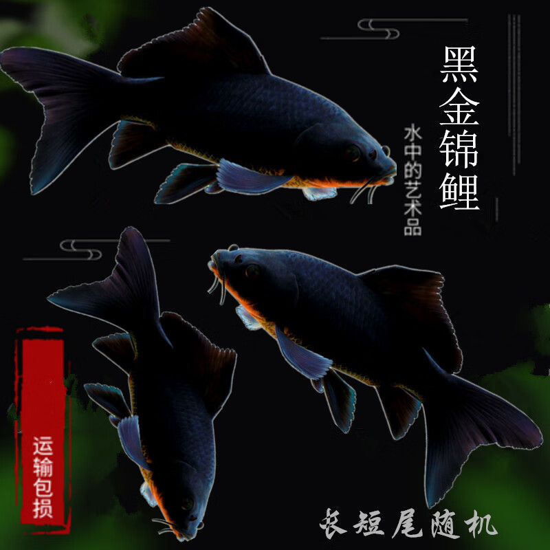 高檔錦鯉_高檔錦鯉_高檔錦鯉