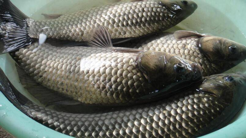 鯉魚和鯽魚的區別_鯉魚和鯽魚是一個品種嗎_鯽魚和鯉魚的區別魚的區別