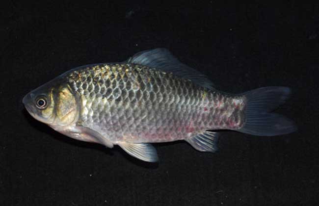 鯉魚和鯽魚的區別_鯉魚和鯽魚是一個品種嗎_鯽魚和鯉魚的區別魚的區別