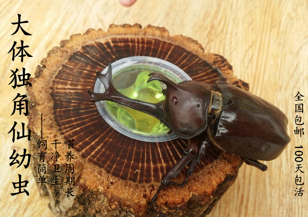 爬寵的飼養門檻比大眾寵物要高一塊，你知道嗎？