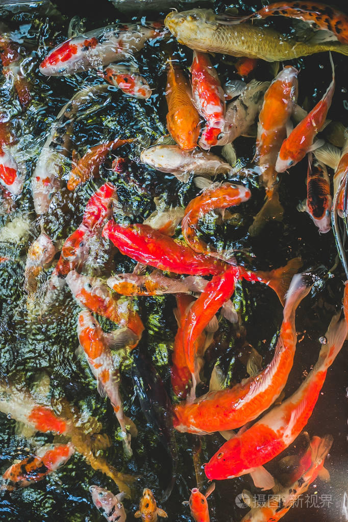 鯉魚和鯽魚的區別_鯽魚和鯉魚的區別魚的區別_鯉魚鯽魚區別哪個營養