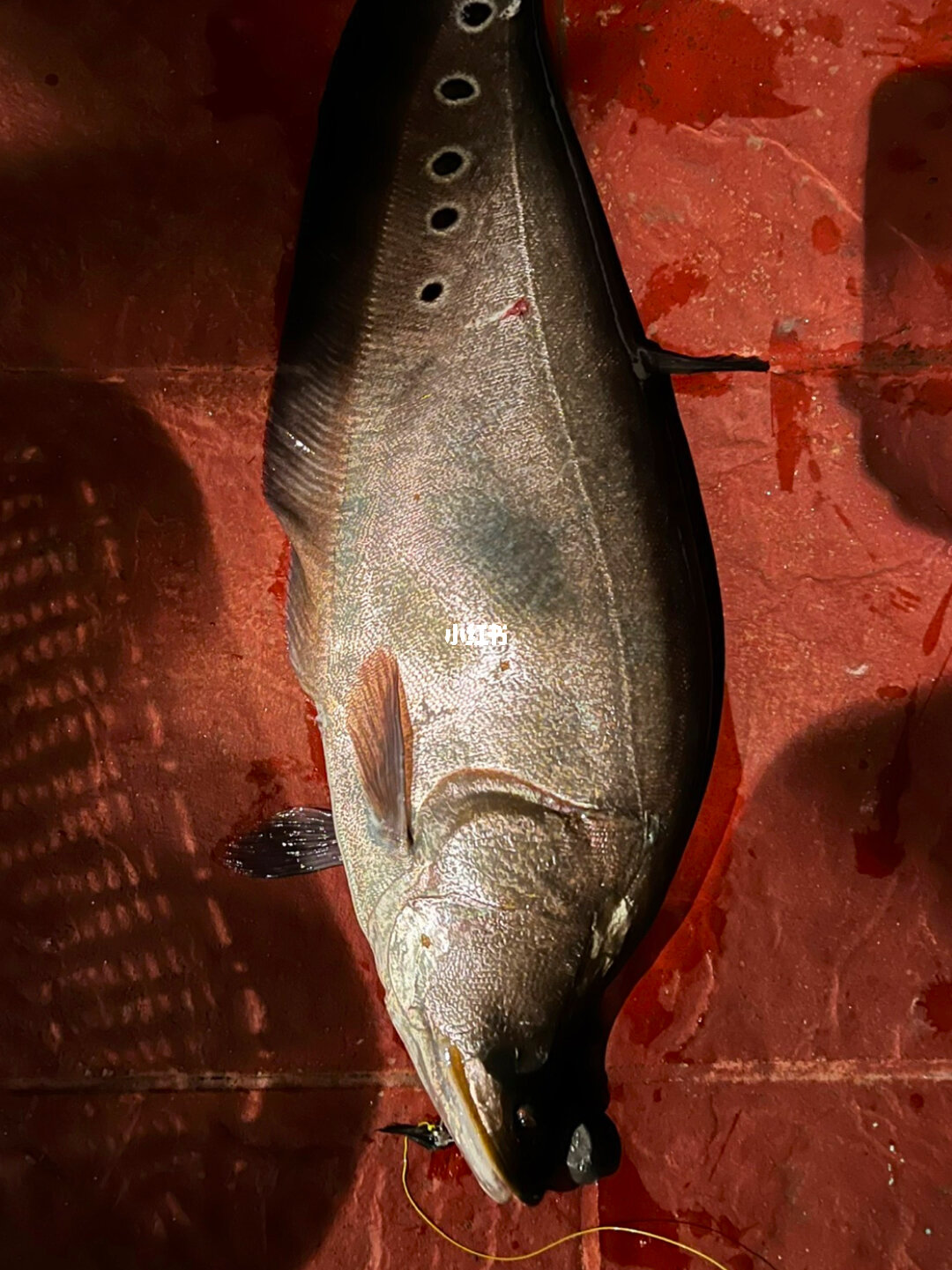 魚裝死視頻_魚裝死是什么情況_裝死的魚