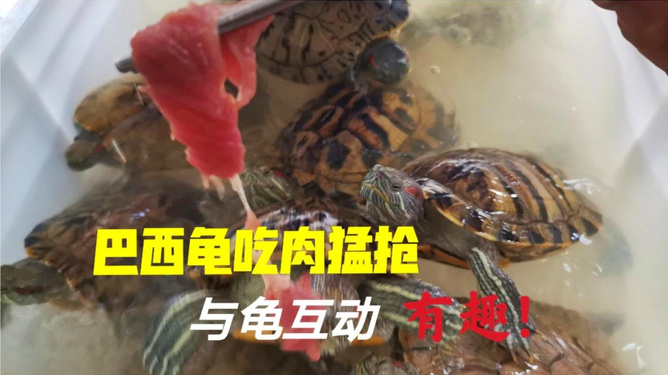 巴西龜吃什么長得快，吃的食物有哪些？