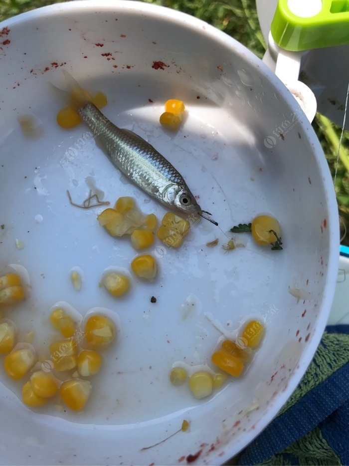 老玉米可以直接釣魚嗎_老玉米釣大魚_釣魚老玉米直接可以吃嗎