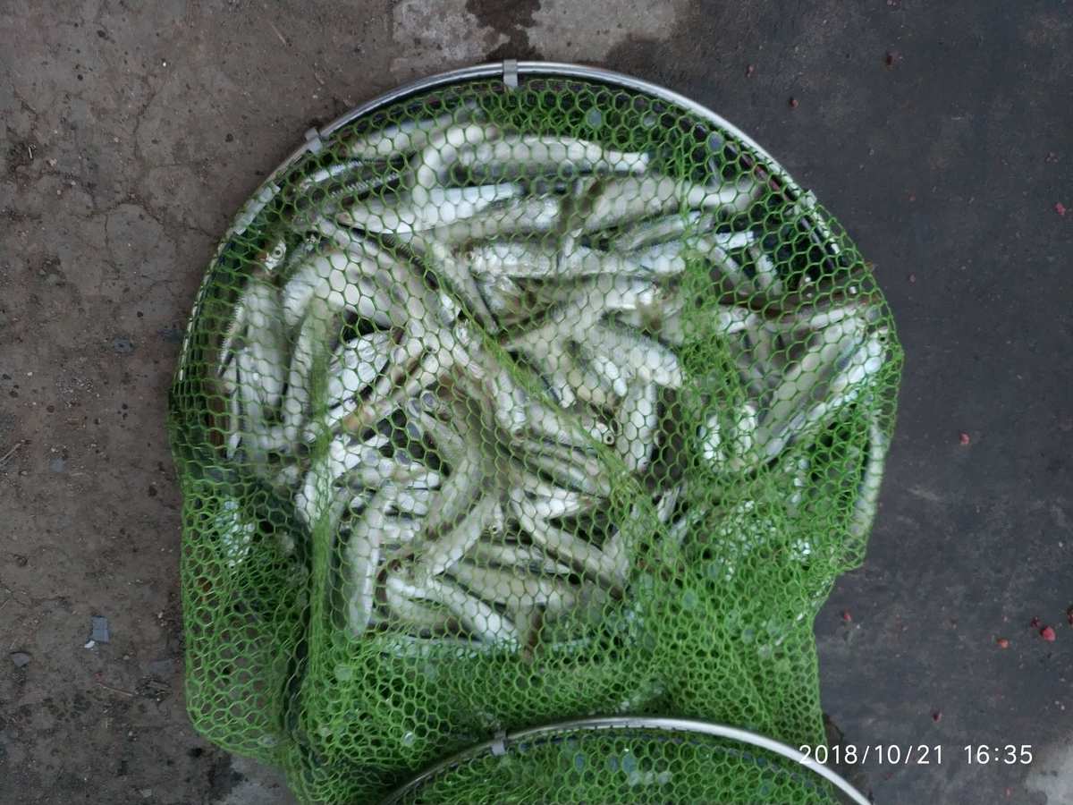 （易生活網）釣小白條用多長的好？