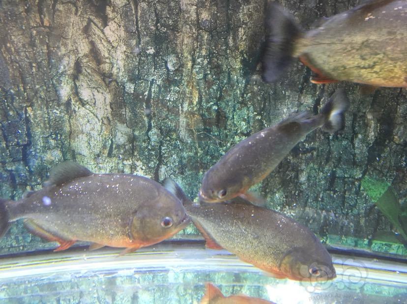 銀龍魚水溫32度要緊不_銀龍魚水溫度30度_銀龍魚水溫