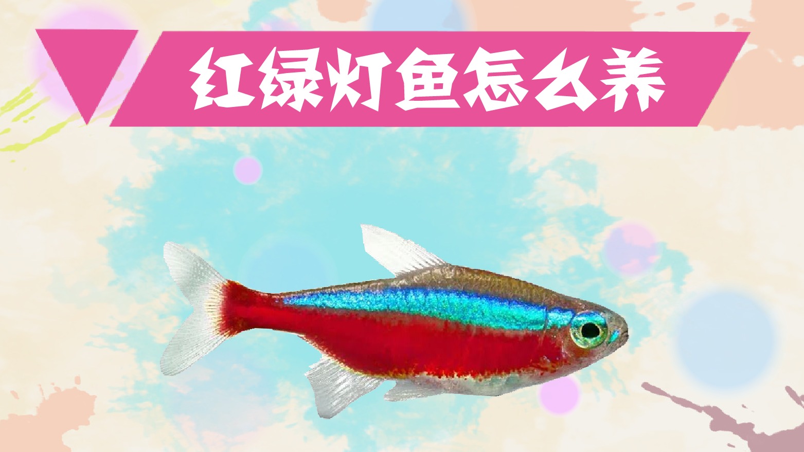 紅綠燈為什么這么不好養？新手養魚可以斑馬魚？
